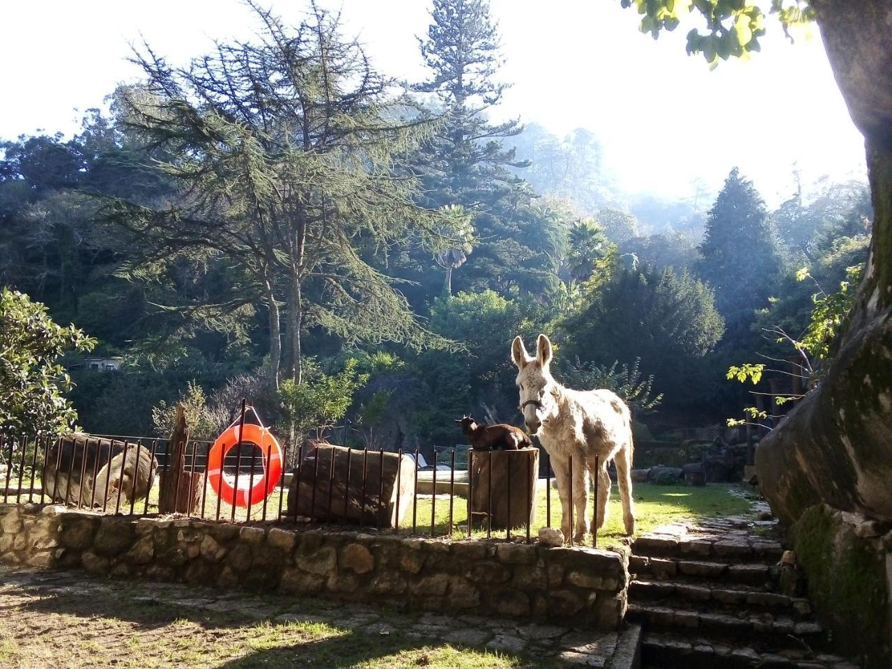 Quinta Do Castanheiro Hotel Sintra Buitenkant foto